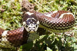 Primer plano de la cabeza de una serpiente rey