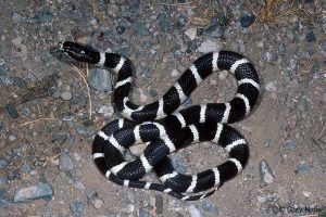 Primer plano de una serpiente negra rey