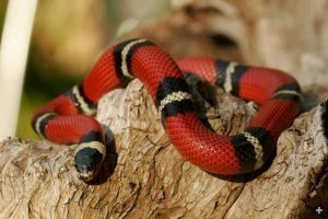 Serpiente rey de San Diego descansando en el árbol