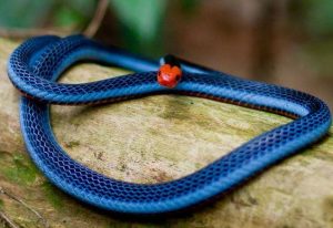 Serpiente azul malaya de coral tumbada en el árbol