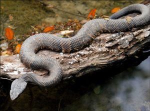 Primer plano de una serpiente boca de algodón acostado en la roca