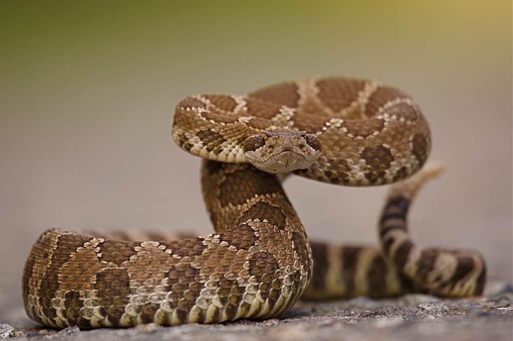 Primer plano de una serpiente de cascabel