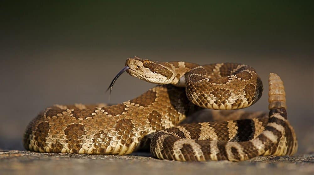 Una serpiente de cascabel está tumbada en la arena