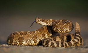 Una serpiente de cascabel en una postura amenazante