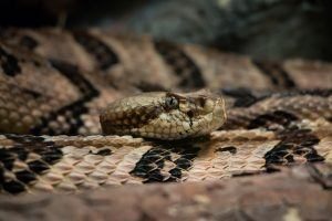 Serpiente de cascabel de madera en el desierto