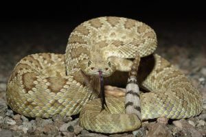 Mohave serpiente de cascabel mostrando su lengua