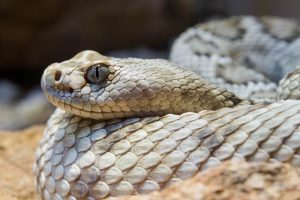 Un primer plano de una serpiente de cascabel de la isla catalina