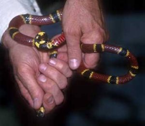 Un hombre está sosteniendo un coral sanke en las manos