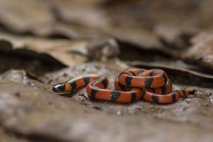 Serpiente de Coral de Bibron tumbada en el suelo