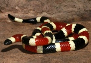 Imagen de una serpiente de coral de Arizona