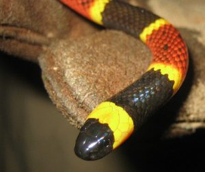 Imagen de una serpiente de coral oriental