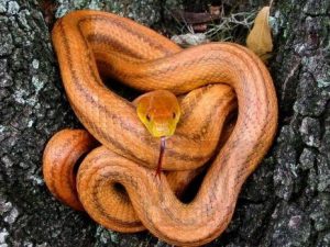 Cercano a la serpiente de la rata de Texas