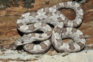 Roble blanco serpiente de rata gris