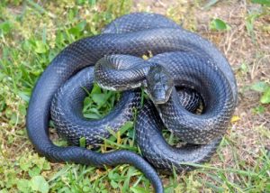 Serpiente de Rata Oriental/Serpiente de Rata Negra