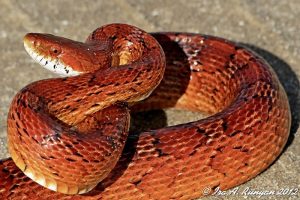 Serpiente de rata amarilla escondida dentro del árbol