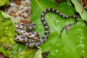 Serpiente de rata mascota en la hoja