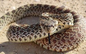 Primer plano de una serpiente toro