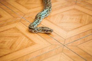 Serpiente en el piso de madera de la casa