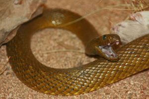 Una serpiente feroz con boca abierta grande