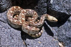 Sonoran gopher serpiente tendido en roca