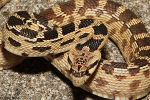 Primer plano de una gran cabeza de serpiente picadora de lavabo