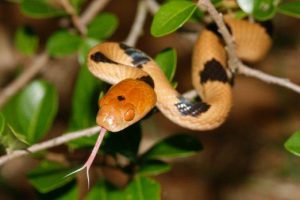 Una serpiente tigre mostrando su lengua