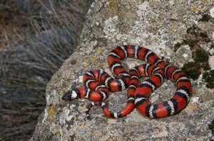 Serpiente venenosa roja tumbada en la roca