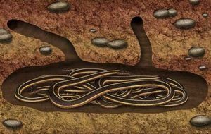 Un grupo de serpientes en un agujero de hibernación