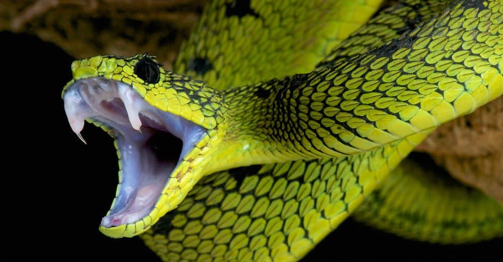 Las 10 Mejores Serpientes Venenosas del Mundo