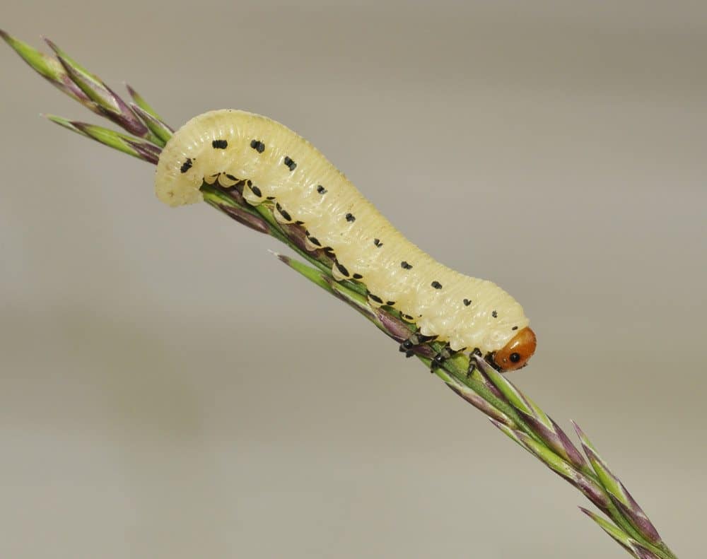 Daño de la Mosca Aserrada y cómo Deshacerse de Ellos