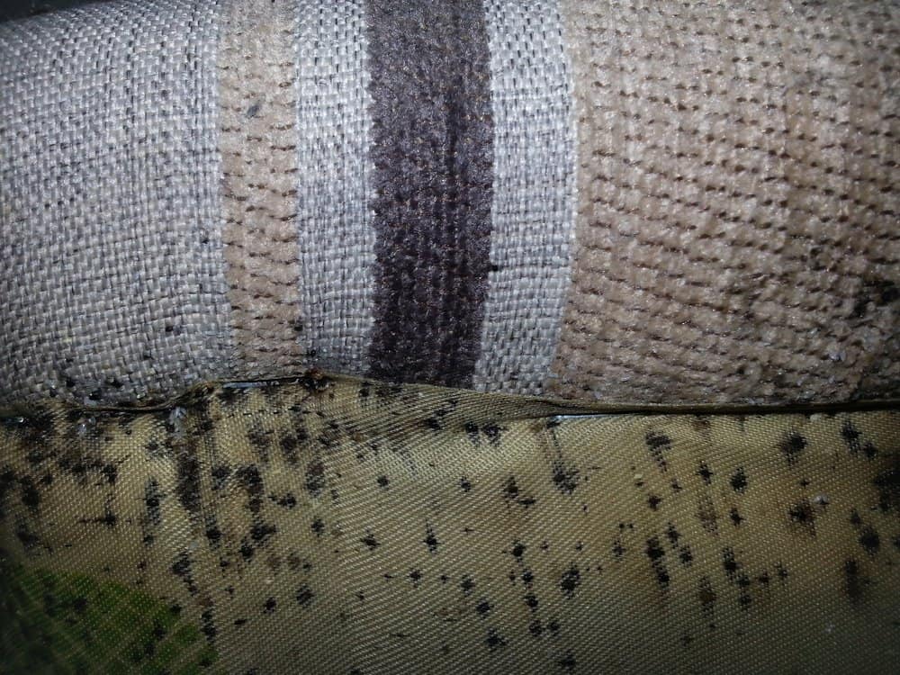 Plagas de insectos en la cama