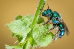 Una sudada abeja en la planta verde.