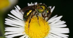 La sudor abeja femenina está recolectando polen de una flor blanca.