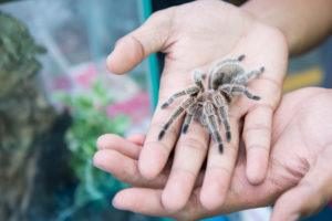 Tarantula araña en la mano como mascota.