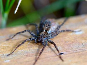 Tarántula Devoradora de Aves Goliat