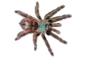 Tarántula Rosa