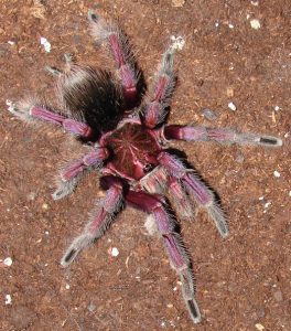 Tarántula de Dedos Rosados