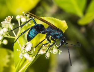 Tarántula halcón bebiendo néctar.