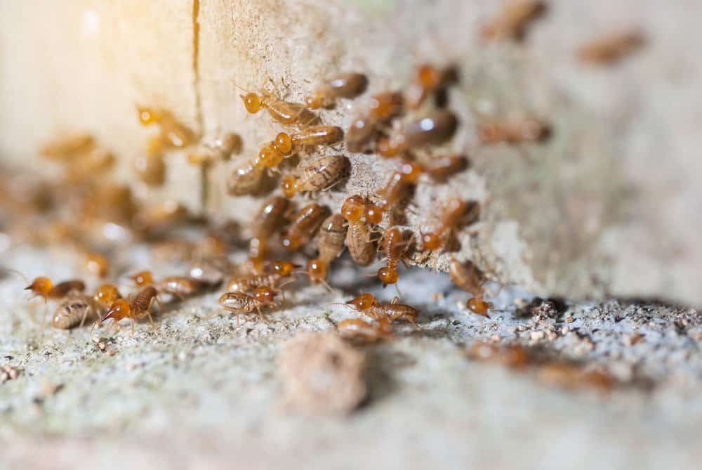Termitas subterráneas en la pared