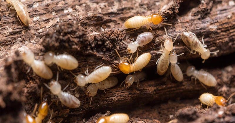 Un grupo de termitas en el bosque