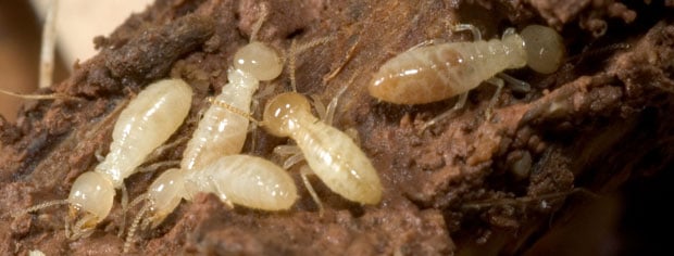 Muchas termitas