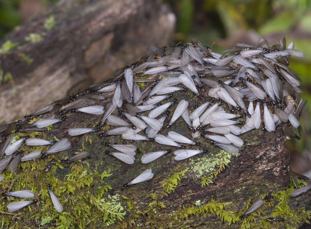 Grupo de termitas en la roca
