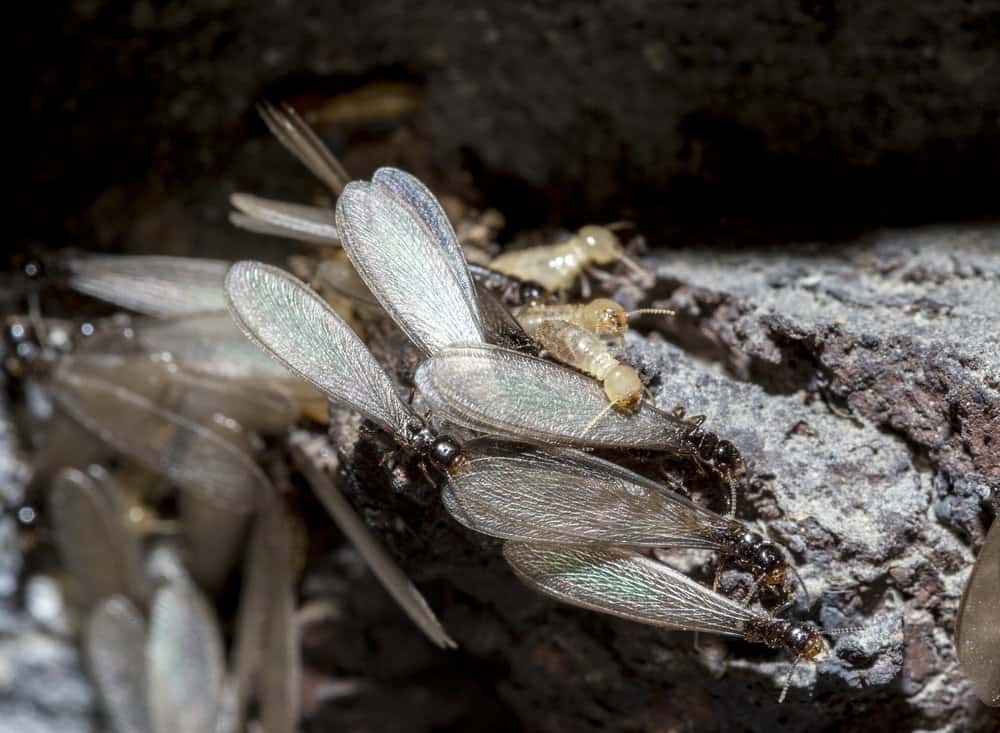 Termitas subterráneas y termitas voladoras