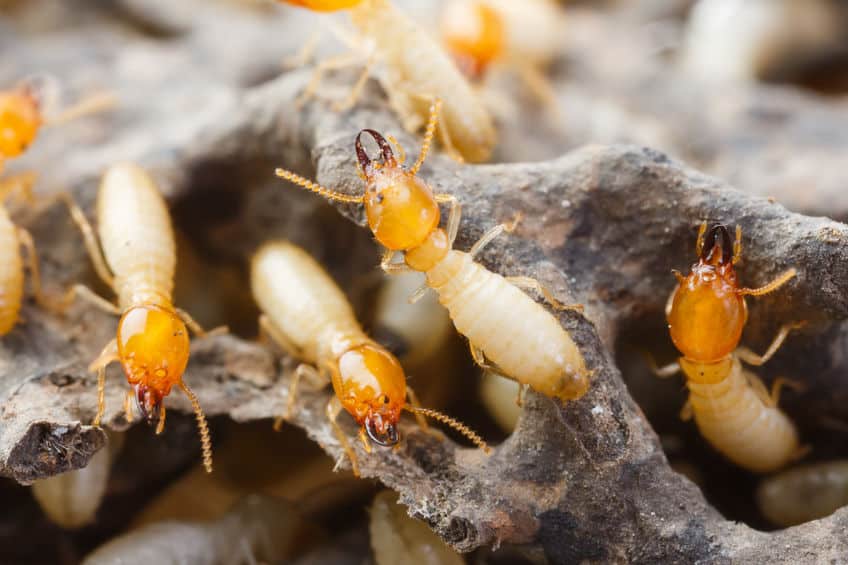 Acercamiento de termitas subterráneas