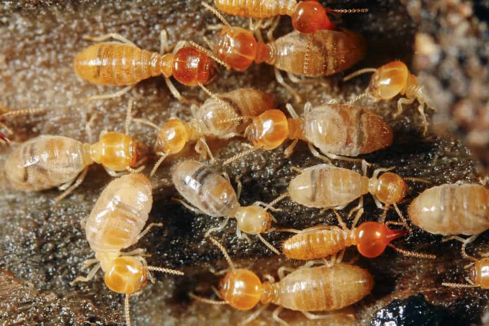 Un grupo de termitas en la cueva