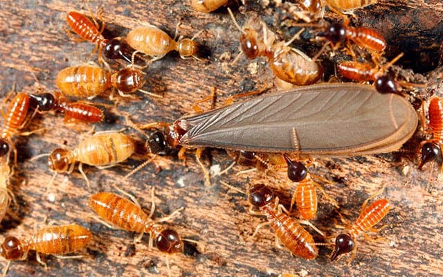 Grupo de termitas comer insecto