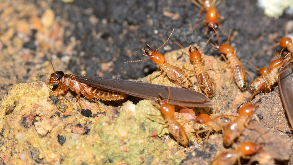 Un grupo de termitas en la roca