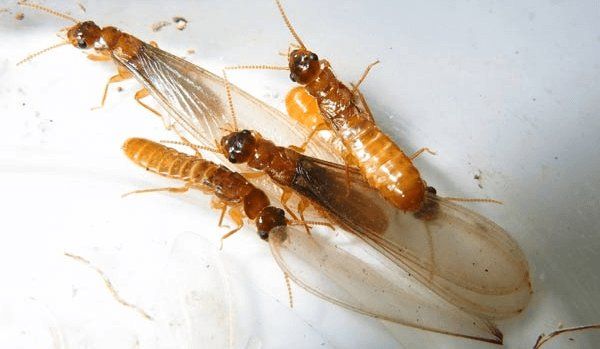 Termitas voladoras muertas sobre el fondo blanco