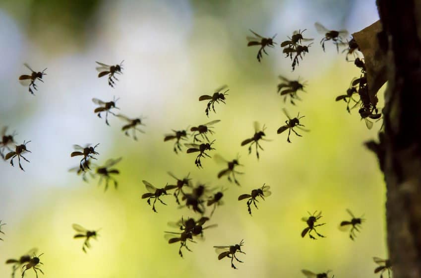 Un grupo de termitas voladoras fuera