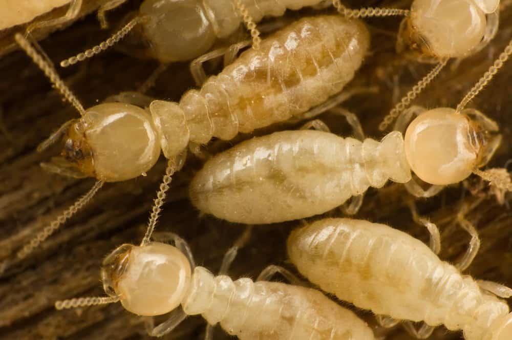 Tiro corto de Termites Subterranean